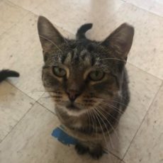 Cats for Adoption